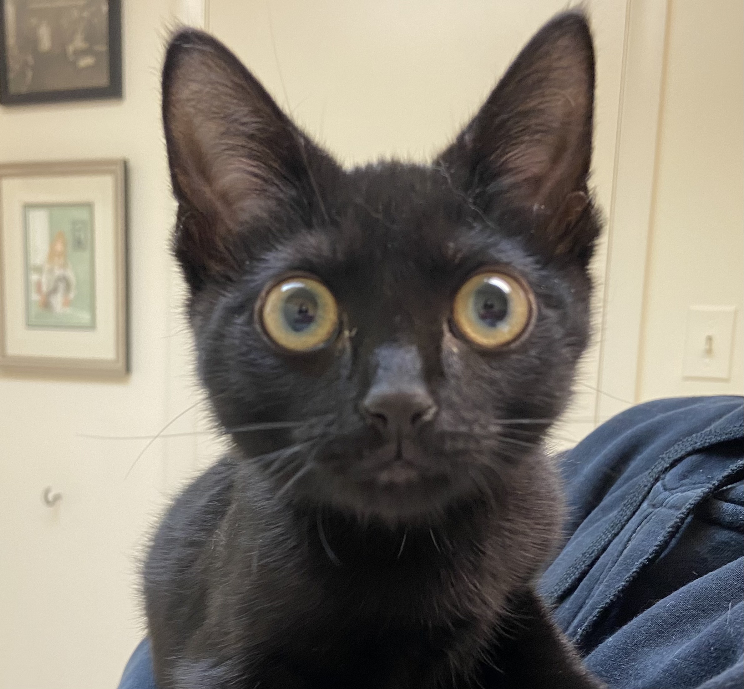 Dietassociated heart disease